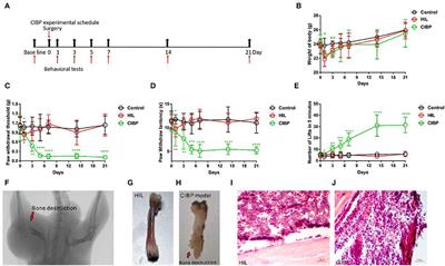 A Mouse Model of Cancer Induced Bone Pain: From Pain to Movement